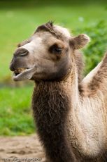 Kamel (47 von 108).jpg